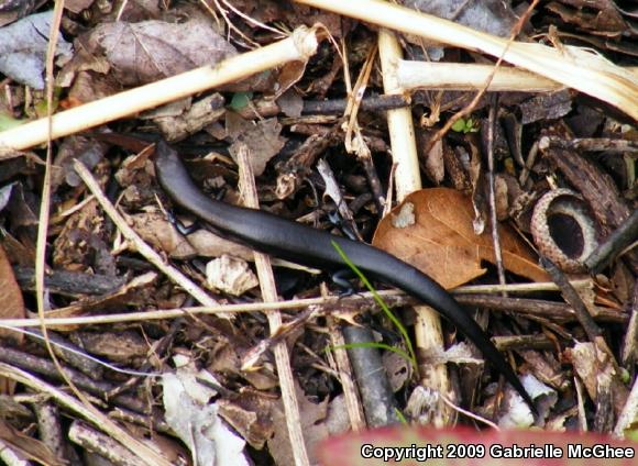 Little Brown Skink (Scincella lateralis)