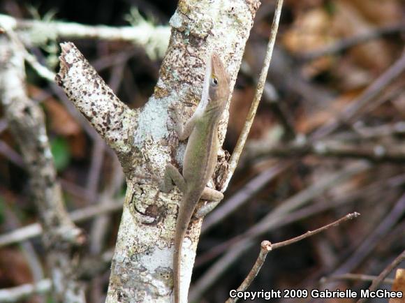 Green Anole (Anolis carolinensis)