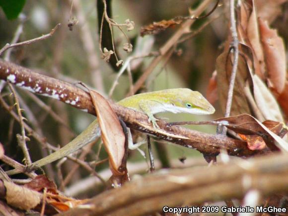 Green Anole (Anolis carolinensis)