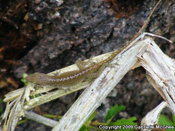 Green Anole (Anolis carolinensis)