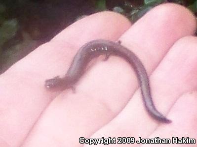 Black-bellied Slender Salamander (Batrachoseps nigriventris)