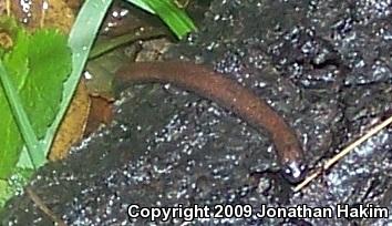 Black-bellied Slender Salamander (Batrachoseps nigriventris)