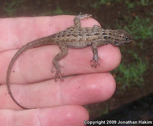 Western Side-blotched Lizard (Uta stansburiana elegans)