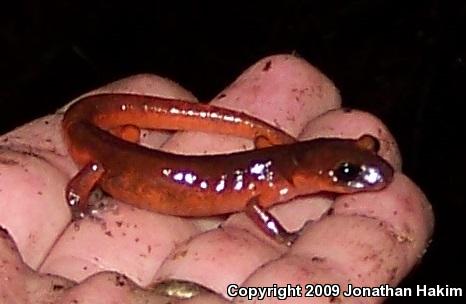 Monterey Ensatina (Ensatina eschscholtzii eschscholtzii)