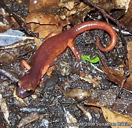 Monterey Ensatina (Ensatina eschscholtzii eschscholtzii)