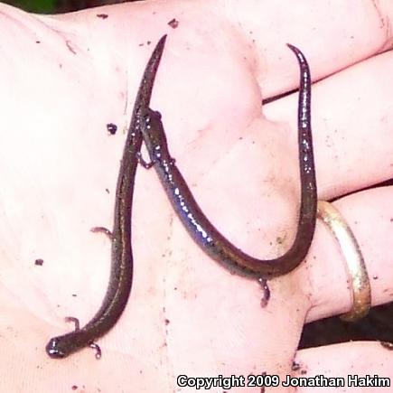 Black-bellied Slender Salamander (Batrachoseps nigriventris)