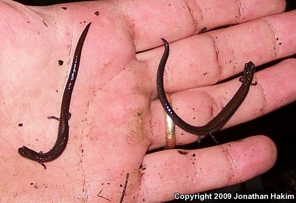 Black-bellied Slender Salamander (Batrachoseps nigriventris)