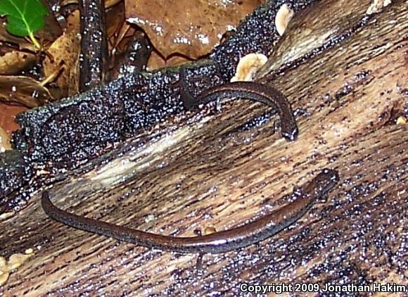 Black-bellied Slender Salamander (Batrachoseps nigriventris)