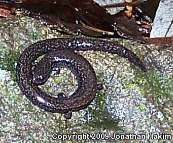 Black-bellied Slender Salamander (Batrachoseps nigriventris)