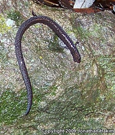 Black-bellied Slender Salamander (Batrachoseps nigriventris)