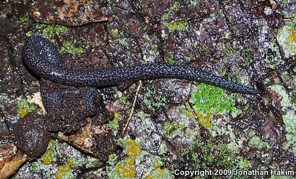 Black-bellied Slender Salamander (Batrachoseps nigriventris)