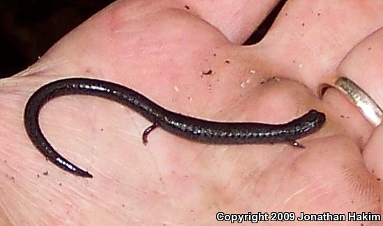 Black-bellied Slender Salamander (Batrachoseps nigriventris)