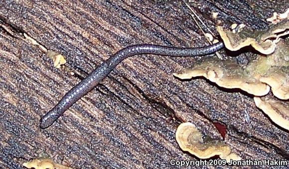 Black-bellied Slender Salamander (Batrachoseps nigriventris)