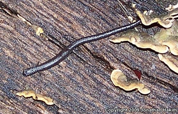 Black-bellied Slender Salamander (Batrachoseps nigriventris)