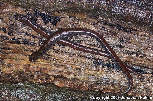 Black-bellied Slender Salamander (Batrachoseps nigriventris)