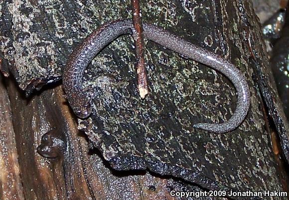 Black-bellied Slender Salamander (Batrachoseps nigriventris)