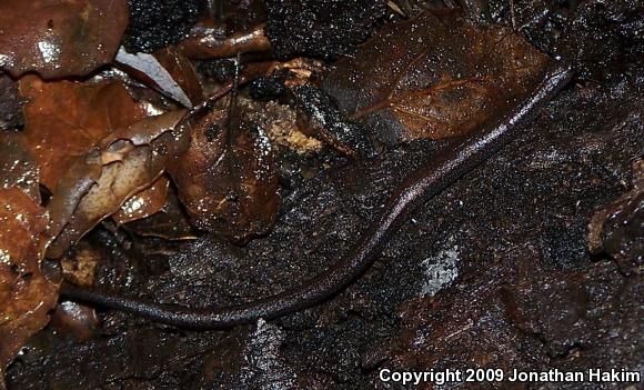 Black-bellied Slender Salamander (Batrachoseps nigriventris)