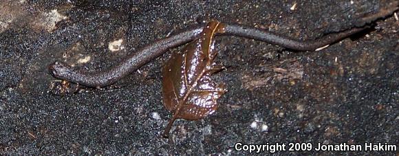 Black-bellied Slender Salamander (Batrachoseps nigriventris)