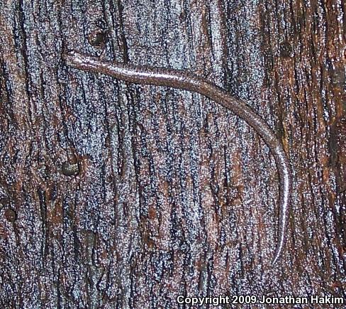 Black-bellied Slender Salamander (Batrachoseps nigriventris)