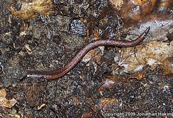 Black-bellied Slender Salamander (Batrachoseps nigriventris)