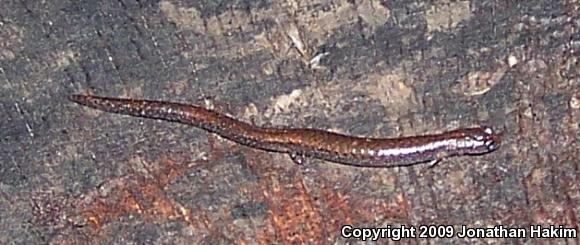 Black-bellied Slender Salamander (Batrachoseps nigriventris)