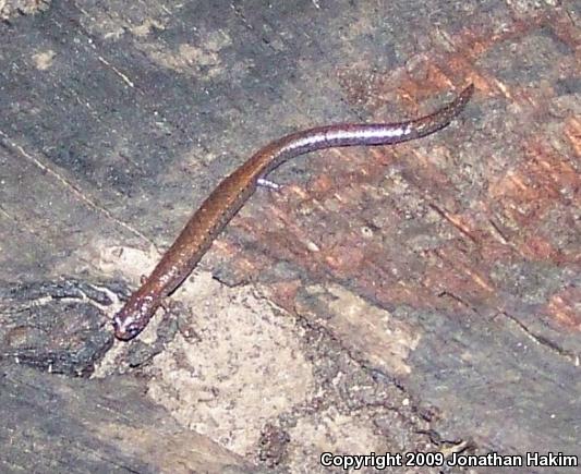 Black-bellied Slender Salamander (Batrachoseps nigriventris)