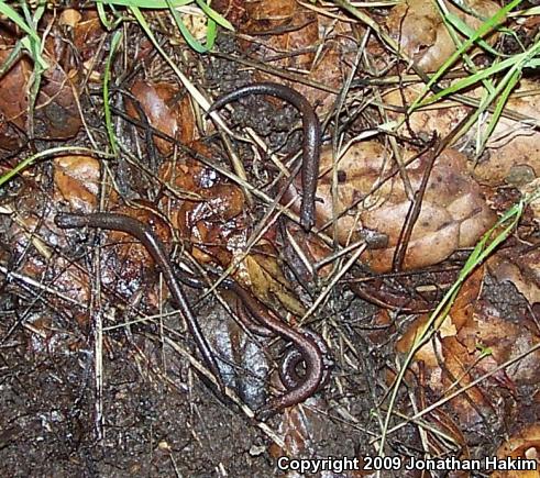 Black-bellied Slender Salamander (Batrachoseps nigriventris)