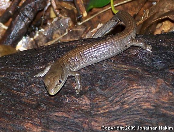 San Diego Alligator Lizard (Elgaria multicarinata webbii)