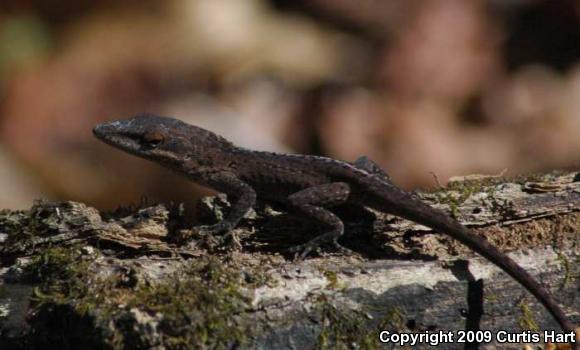 Southern Green Anole (Anolis carolinensis seminolus)