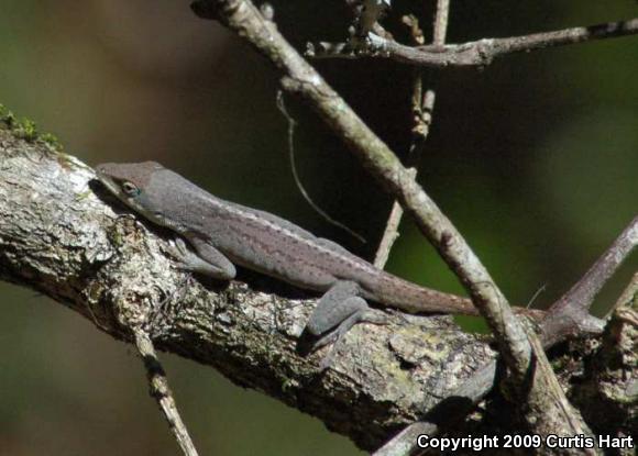 Southern Green Anole (Anolis carolinensis seminolus)