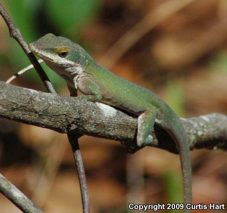 Southern Green Anole (Anolis carolinensis seminolus)