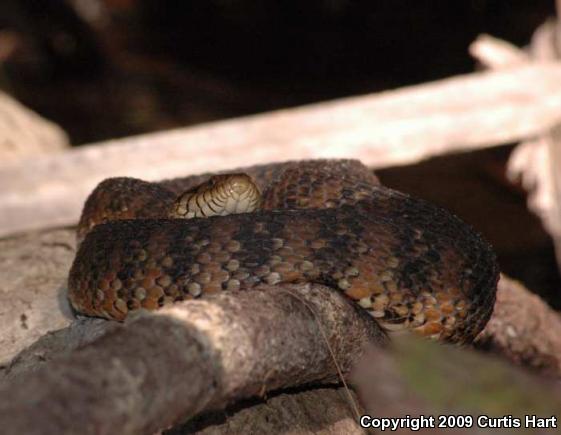 Florida Watersnake (Nerodia fasciata pictiventris)