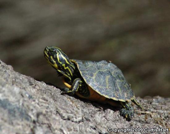 Peninsula Cooter (Pseudemys peninsularis)