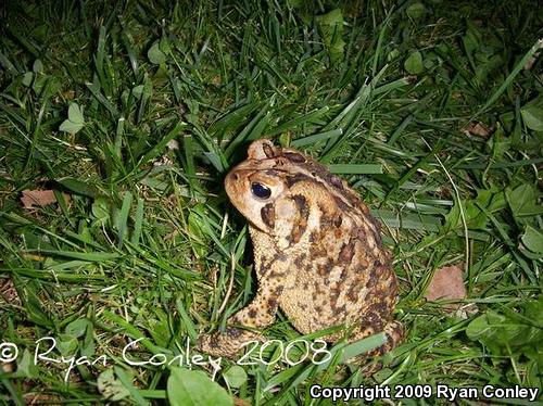 Eastern American Toad (Anaxyrus americanus americanus)