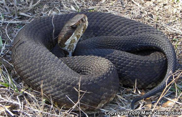 Florida Cottonmouth (Agkistrodon piscivorus conanti)