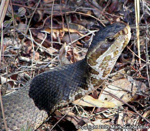 Florida Cottonmouth (Agkistrodon piscivorus conanti)