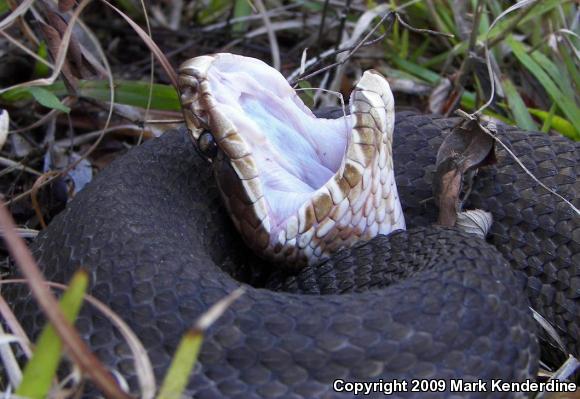 Florida Cottonmouth (Agkistrodon piscivorus conanti)