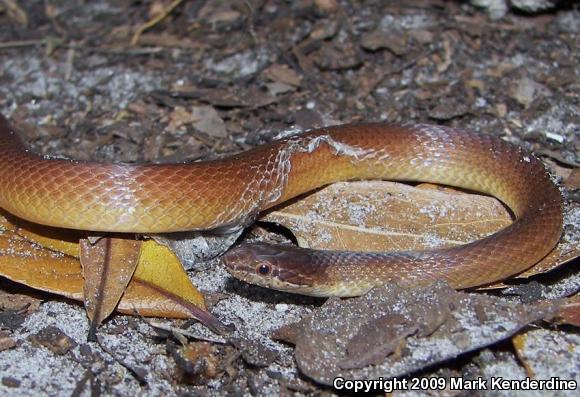 Pine Woods Littersnake (Rhadinaea flavilata)