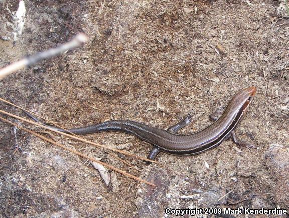 Southeastern Five-lined Skink (Plestiodon inexpectatus)