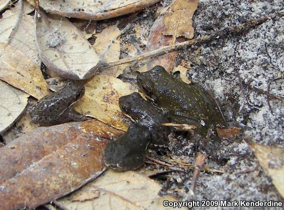 Squirrel Treefrog (Hyla squirella)