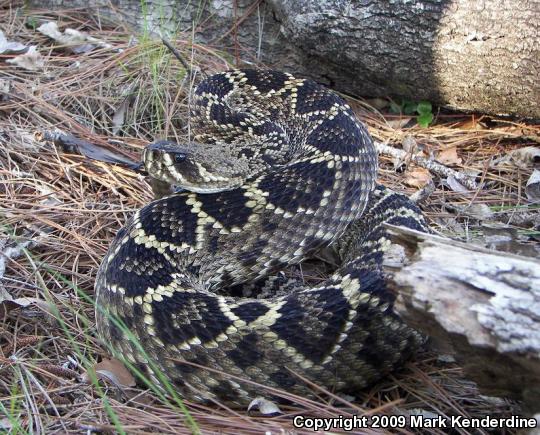 Eastern Diamond-backed Rattlesnake (Crotalus adamanteus)