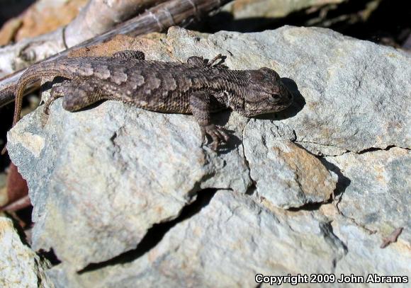 Eastern Fence Lizard (Sceloporus undulatus)