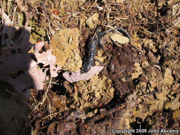 Northern Slimy Salamander (Plethodon glutinosus)