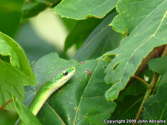 Rough Greensnake (Opheodrys aestivus)