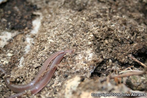 Eastern Wormsnake (Carphophis amoenus)