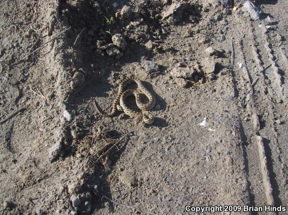 Pacific Gopher Snake (Pituophis catenifer catenifer)