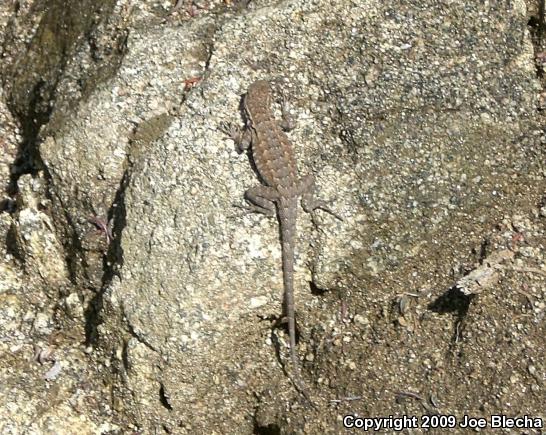 Common Side-blotched Lizard (Uta stansburiana)