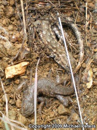 NorthWestern Fence Lizard (Sceloporus occidentalis occidentalis)