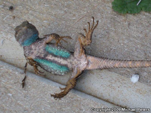 NorthWestern Fence Lizard (Sceloporus occidentalis occidentalis)