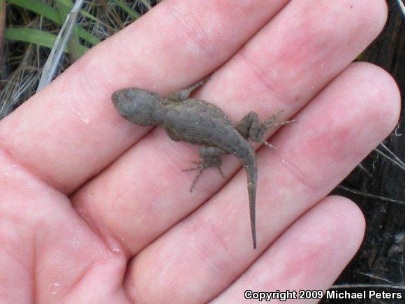 NorthWestern Fence Lizard (Sceloporus occidentalis occidentalis)